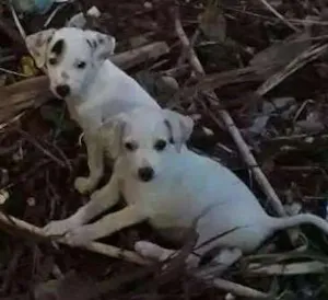 Cachorro raça Viralata idade 2 a 6 meses nome Fred
