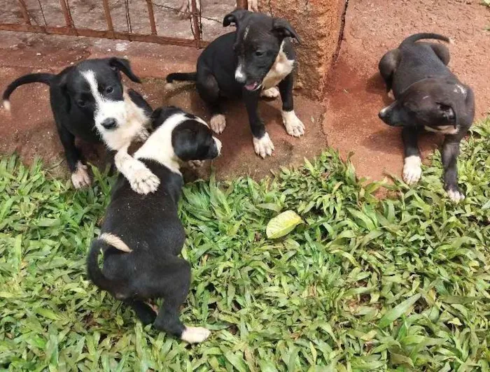 Cachorro ra a misto pitibul idade Abaixo de 2 meses nome sem nome