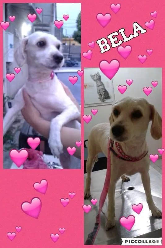 Cachorro ra a srd/poodle idade 2 anos nome BELA