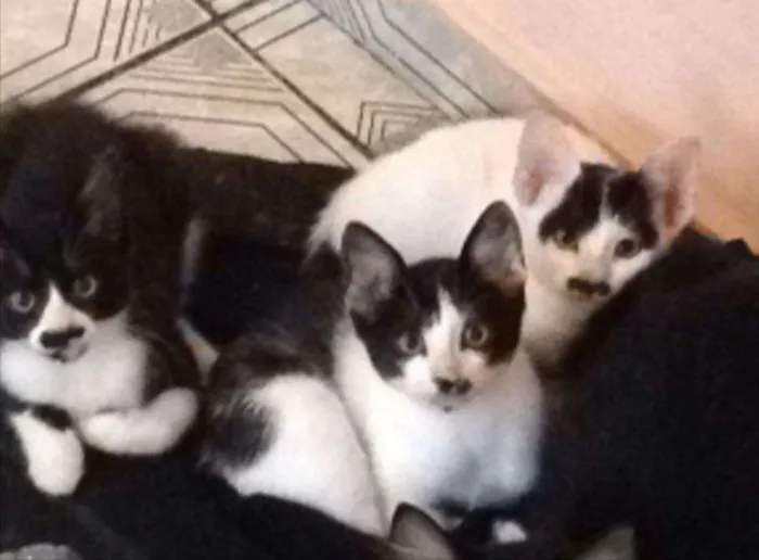 Gato ra a  idade 2 a 6 meses nome FIlhotes