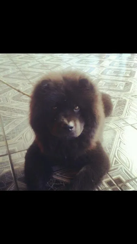 Cachorro raça Chow Chow idade 5 anos nome Negao