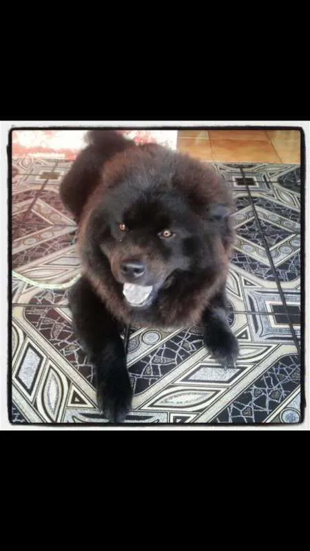 Cachorro raça Chow Chow idade 5 anos nome Negao