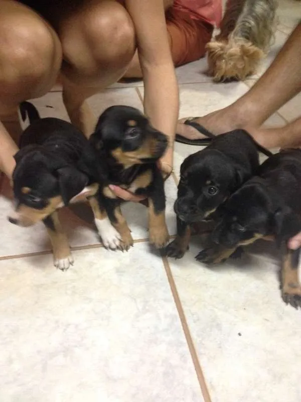 Cachorro ra a SRD idade Abaixo de 2 meses nome Fêmeas
