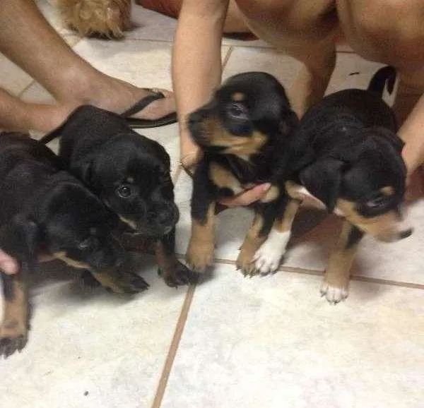Cachorro ra a SRD idade Abaixo de 2 meses nome Fêmeas