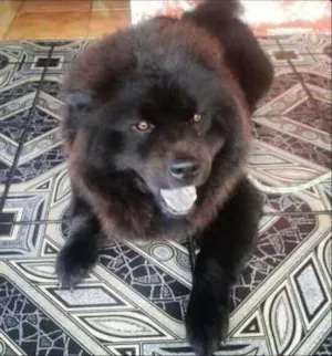 Cachorro raça Chow Chow idade 5 anos nome Negao