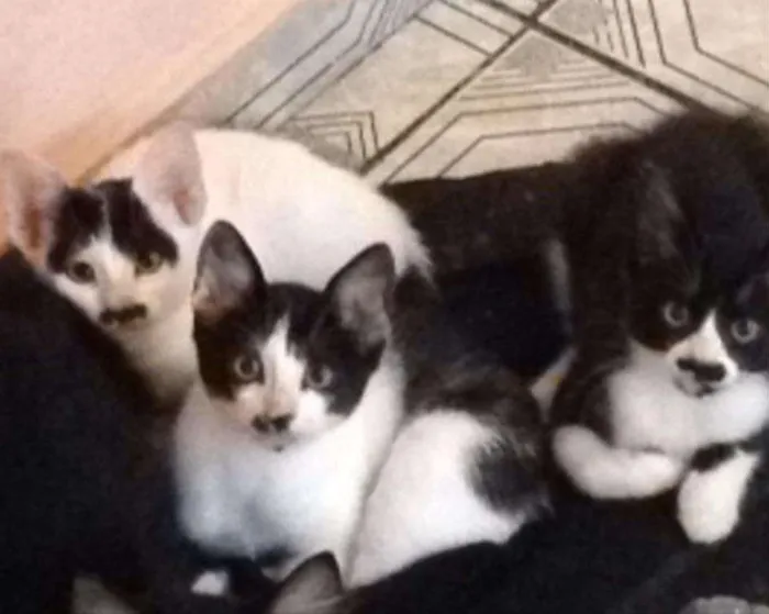 Gato ra a  idade 2 a 6 meses nome FIlhotes