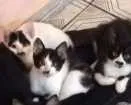 Gato raça  idade 2 a 6 meses nome FIlhotes