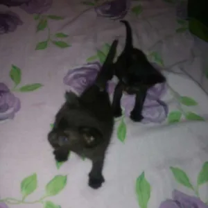 Gato raça Srd idade 2 a 6 meses nome Nao tem nome