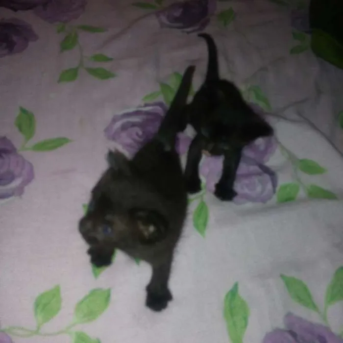 Gato ra a Srd idade 2 a 6 meses nome Nao tem nome
