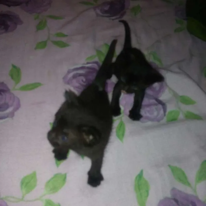 Gato ra a Srd idade 2 a 6 meses nome Nao tem nome