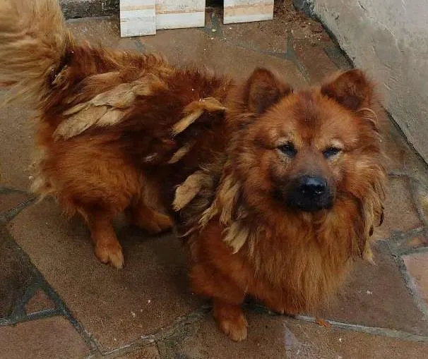 Cachorro ra a mestiço idade 5 anos nome Max