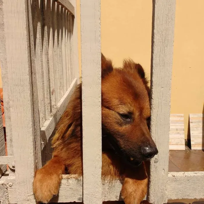 Cachorro ra a mestiço idade 5 anos nome Max
