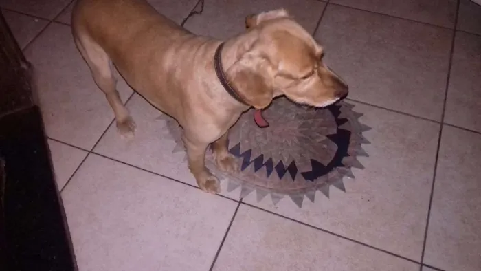Cachorro ra a Mistura de Golden e Coker idade 5 anos nome Francisco