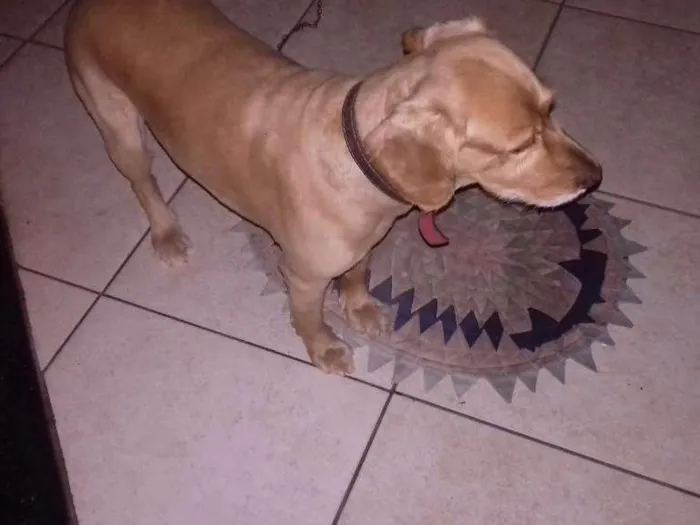 Cachorro ra a Mistura de Golden e Coker idade 5 anos nome Francisco