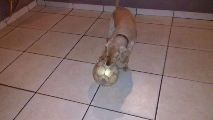 Cachorro ra a Mistura de Golden e Coker idade 5 anos nome Francisco