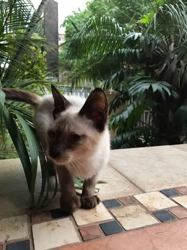 Gato ra a Siamês idade 2 a 6 meses nome Sem nome