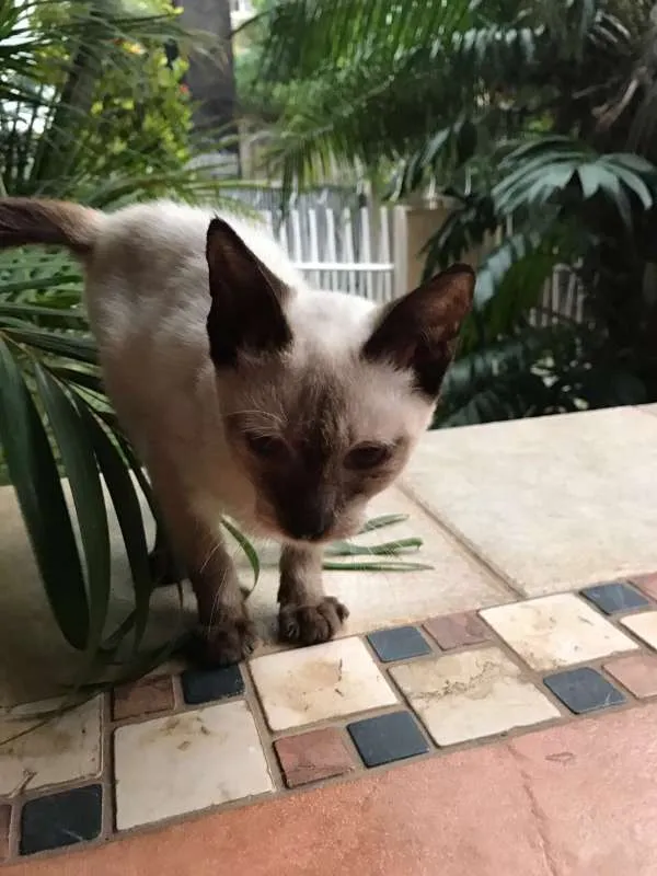 Gato ra a Siamês idade 2 a 6 meses nome Sem nome