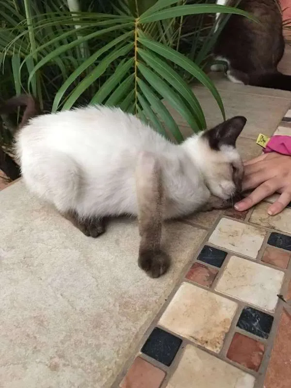Gato ra a Siamês idade 2 a 6 meses nome Sem nome