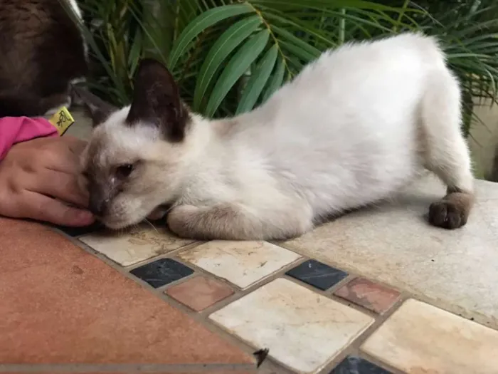 Gato ra a Siamês idade 2 a 6 meses nome Sem nome