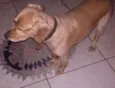 Francisco