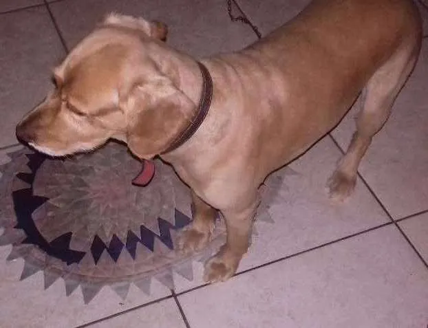 Cachorro ra a Mistura de Golden e Coker idade 5 anos nome Francisco