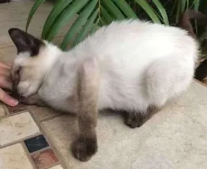 Gato raça Siamês idade 2 a 6 meses nome Sem nome