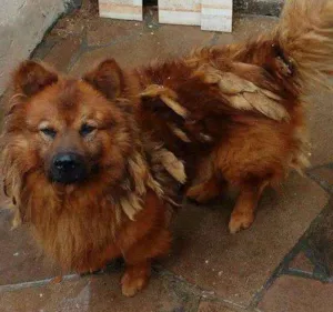 Cachorro raça mestiço idade 5 anos nome Max