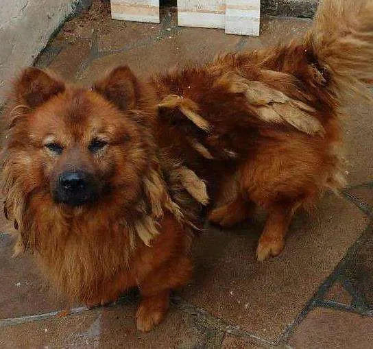 Cachorro ra a mestiço idade 5 anos nome Max