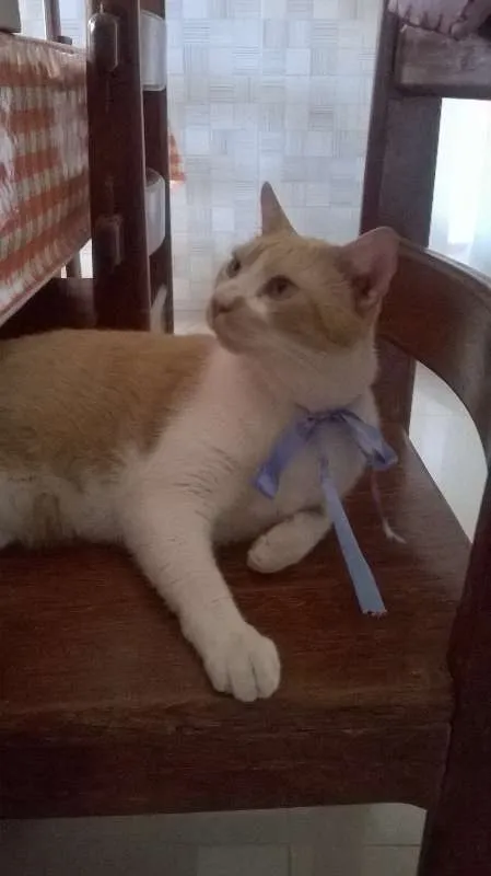 Gato raça viralata idade 3 anos nome luke