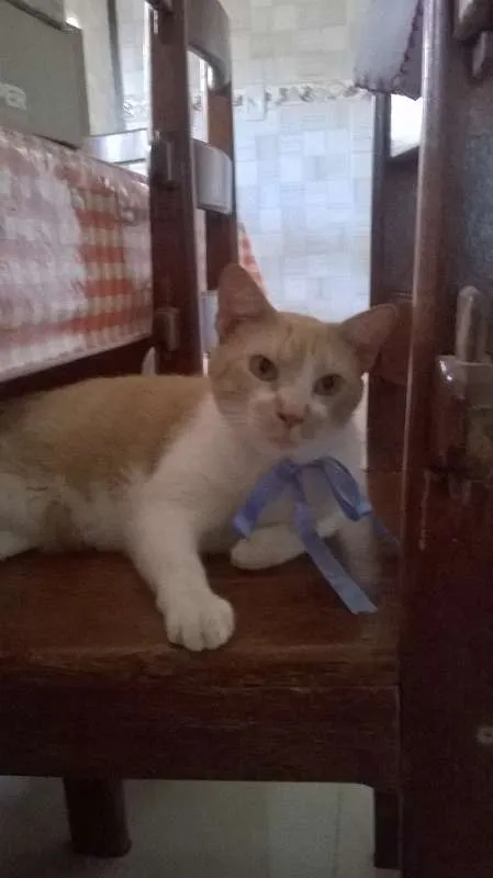 Gato raça viralata idade 3 anos nome luke