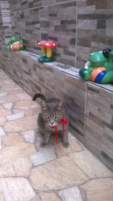 Gato raça mestiça idade 2 anos nome Antonia