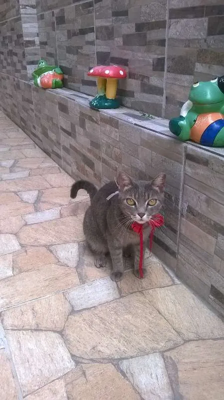 Gato raça mestiça idade 2 anos nome Antonia