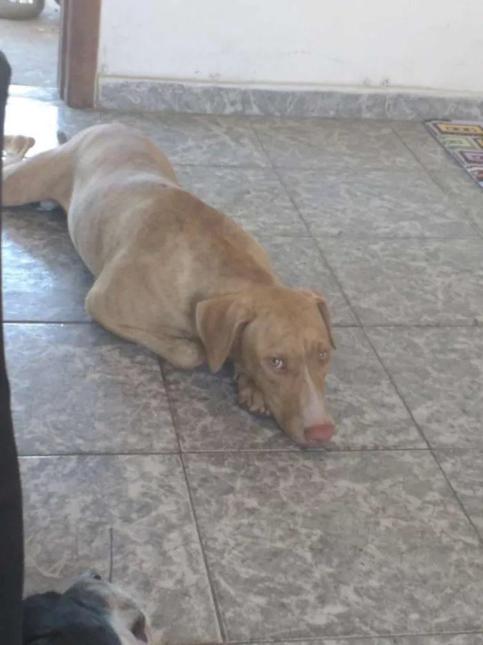 Cachorro ra a Vira Lata idade 7 a 11 meses nome SLOAN