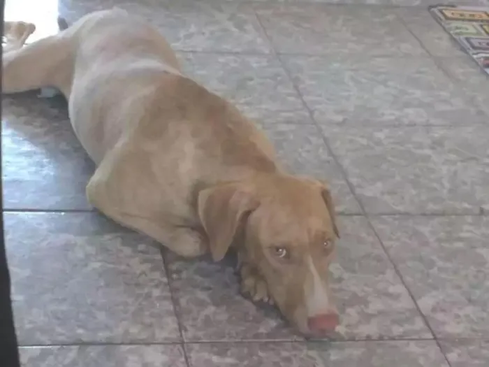 Cachorro ra a Vira Lata idade 7 a 11 meses nome SLOAN