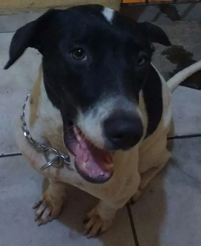Cachorro ra a Vira Lata idade 2 anos nome Pandora