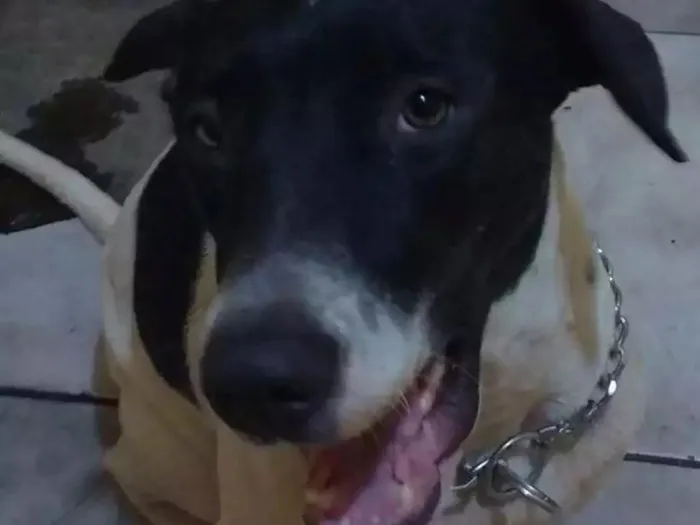 Cachorro ra a Vira Lata idade 2 anos nome Pandora