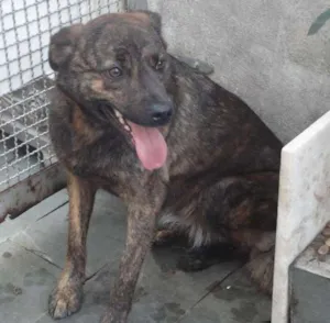 Cachorro raça SRD idade 3 anos nome Pedrita