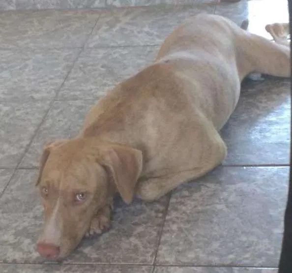 Cachorro ra a Vira Lata idade 7 a 11 meses nome SLOAN