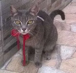 Gato raça mestiça idade 2 anos nome Antonia