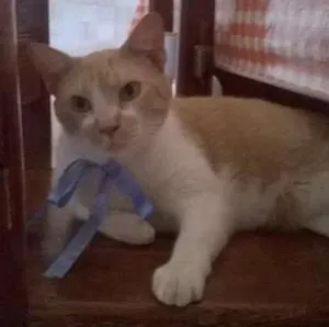 Gato raça viralata idade 3 anos nome luke