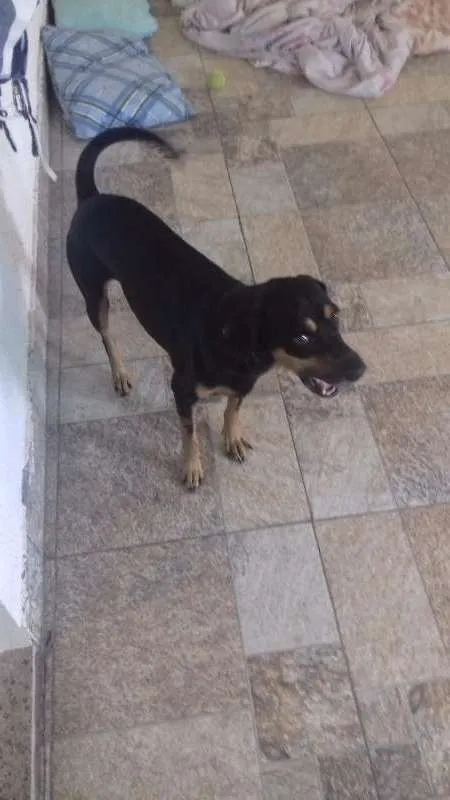 Cachorro raça INDEFINIDA idade 1 ano nome TITTO
