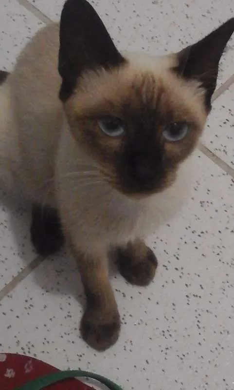 Gato ra a sianesa idade 7 a 11 meses nome brown