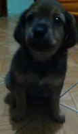 Não tem é filhote