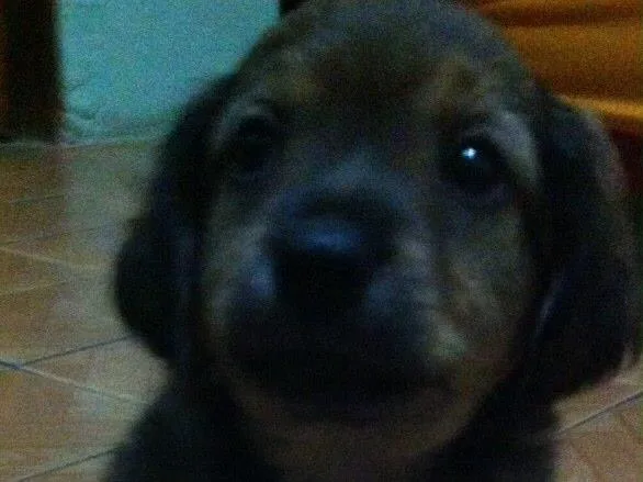 Cachorro ra a Fox paulistinha idade Abaixo de 2 meses nome Não tem é filhote