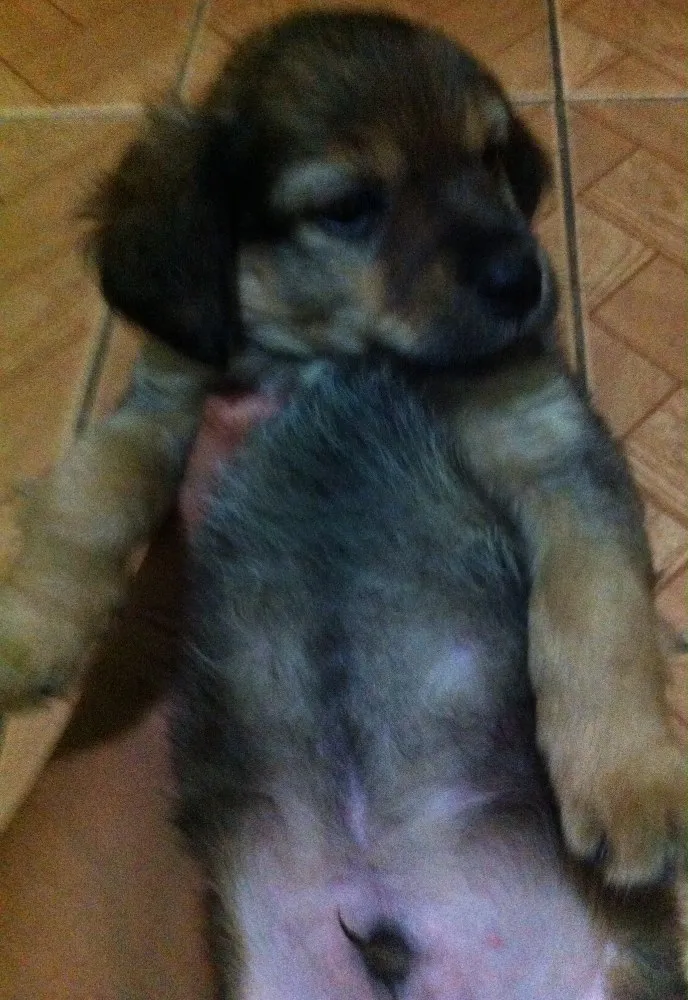Cachorro ra a Fox paulistinha idade Abaixo de 2 meses nome Não tem é filhote