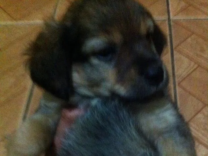 Cachorro ra a Fox paulistinha idade Abaixo de 2 meses nome Não tem é filhote