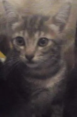 Gato raça sem raça idade 2 a 6 meses nome Abby