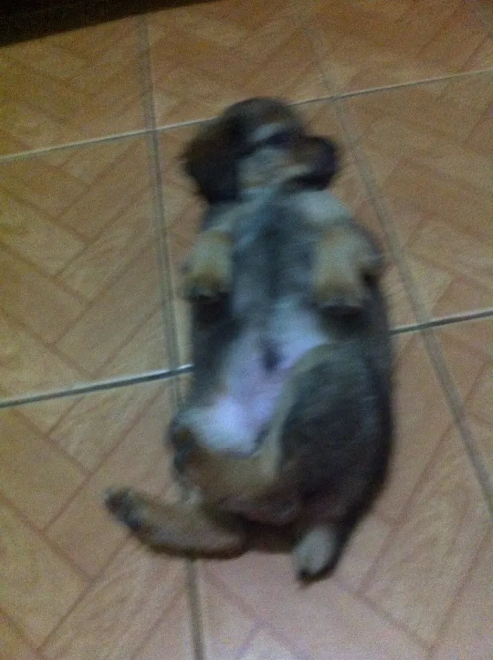Cachorro ra a Fox paulistinha idade Abaixo de 2 meses nome Não tem é filhote