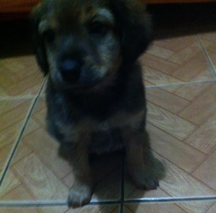 Cachorro ra a Fox paulistinha idade Abaixo de 2 meses nome Não tem é filhote