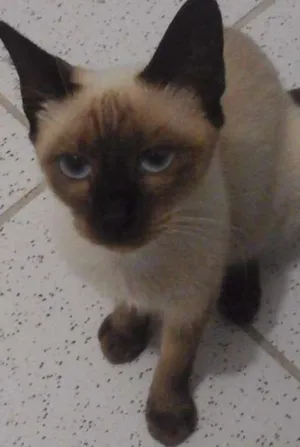 Gato raça sianesa idade 7 a 11 meses nome brown